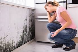 Mold Odor Removal Services in Galva, IL